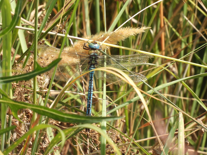 Anax imperator - zöld óriásacsa