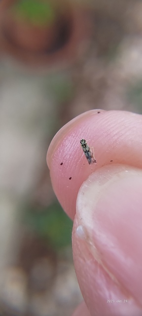 Eupteryx