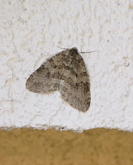 Epirrita christyi/dilutata