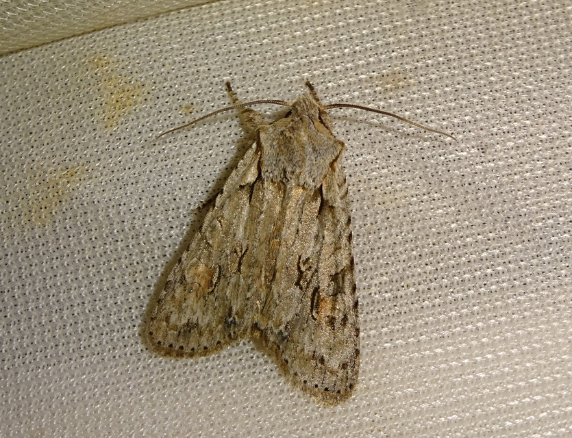 Lithophane ornitopus - közönséges fabagoly
