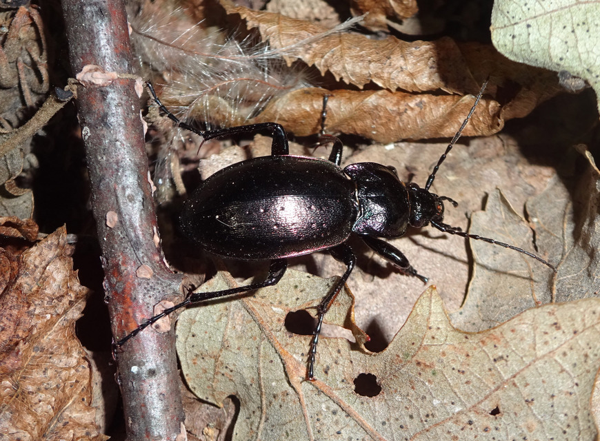 Carabus nemoralis - ligeti futrinka