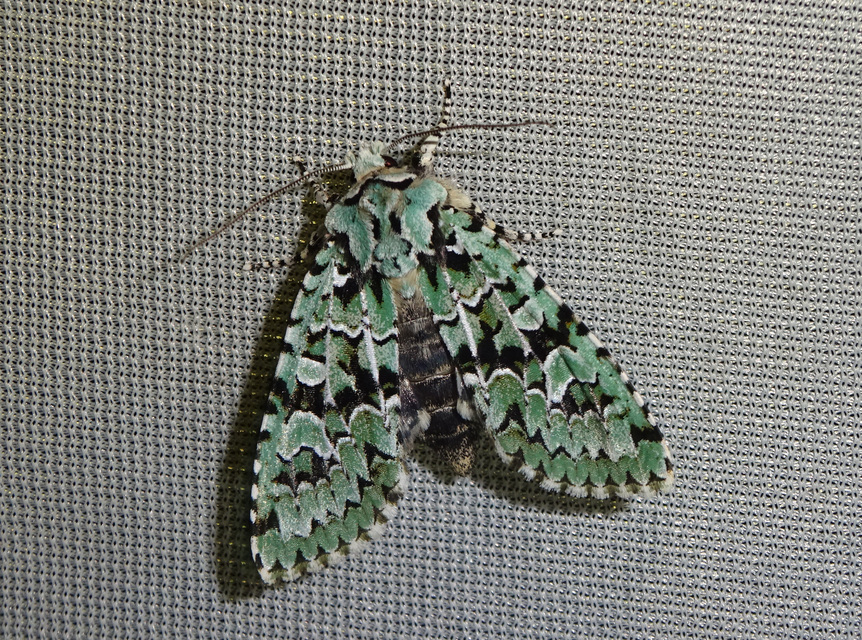 Griposia aprilina - őszi zöldbagoly
