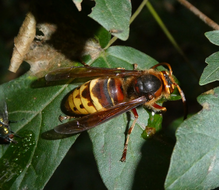 Vespa crabro - lódarázs