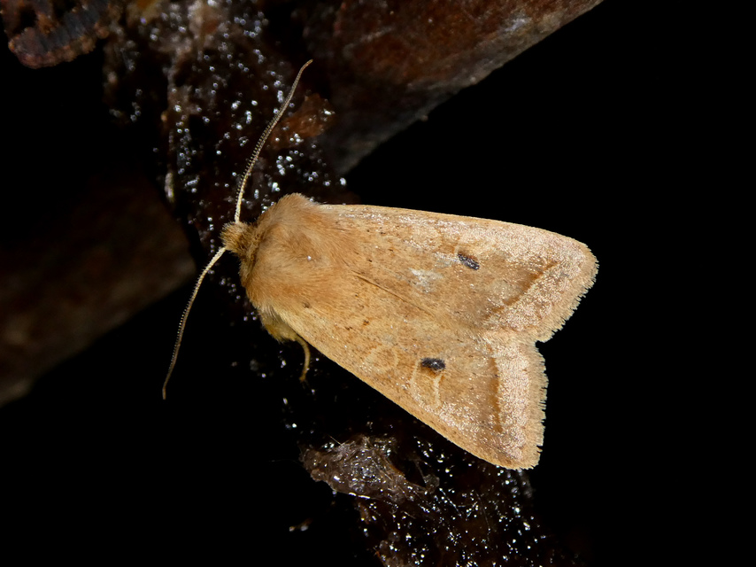 Leptologia macilenta - gyertyán-őszibagoly