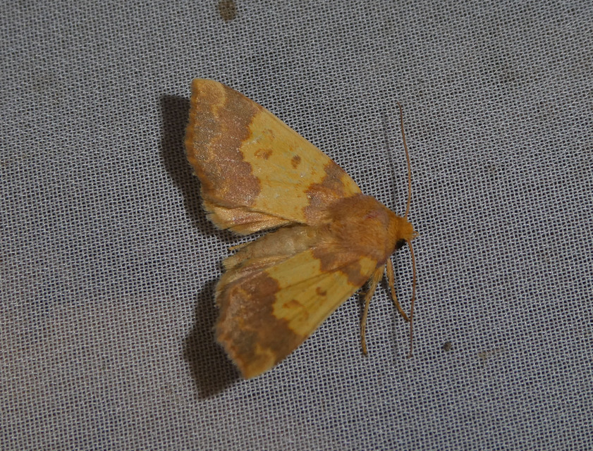 Tiliacea aurago - aranyló sárgabagoly