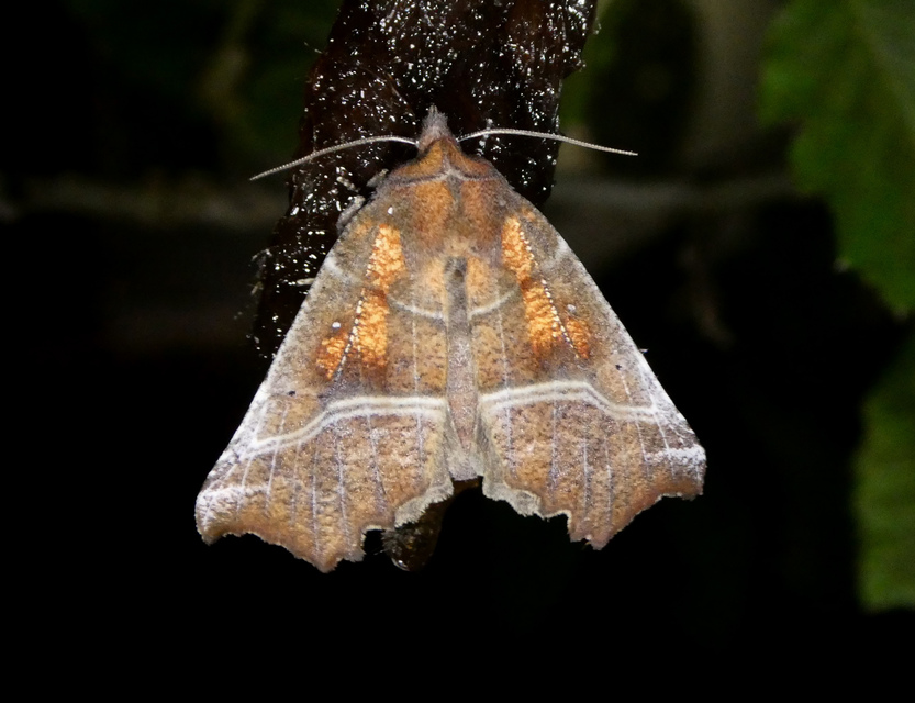 Scoliopteryx libatrix - vörös csipkésbagoly