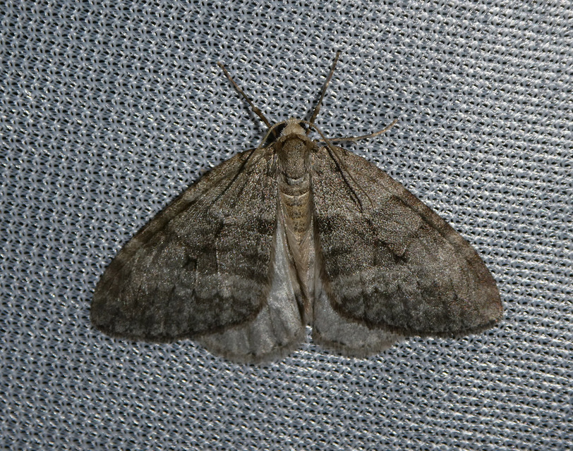 Epirrita christyi/dilutata