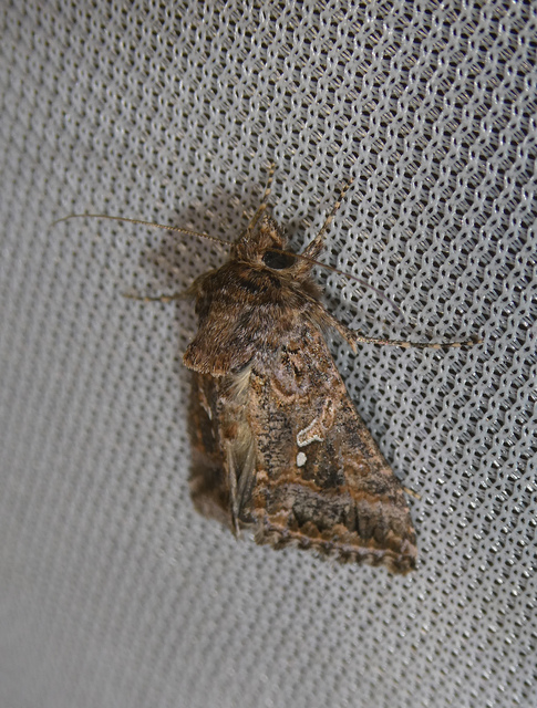 Trichoplusia ni - kismintájú aranybagoly