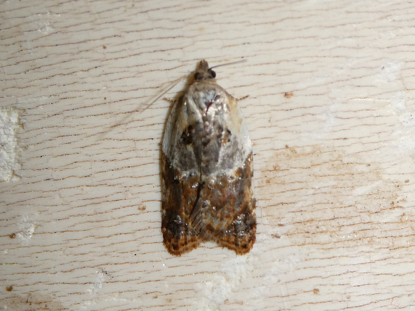 Acleris variegana - tarka levélmoly