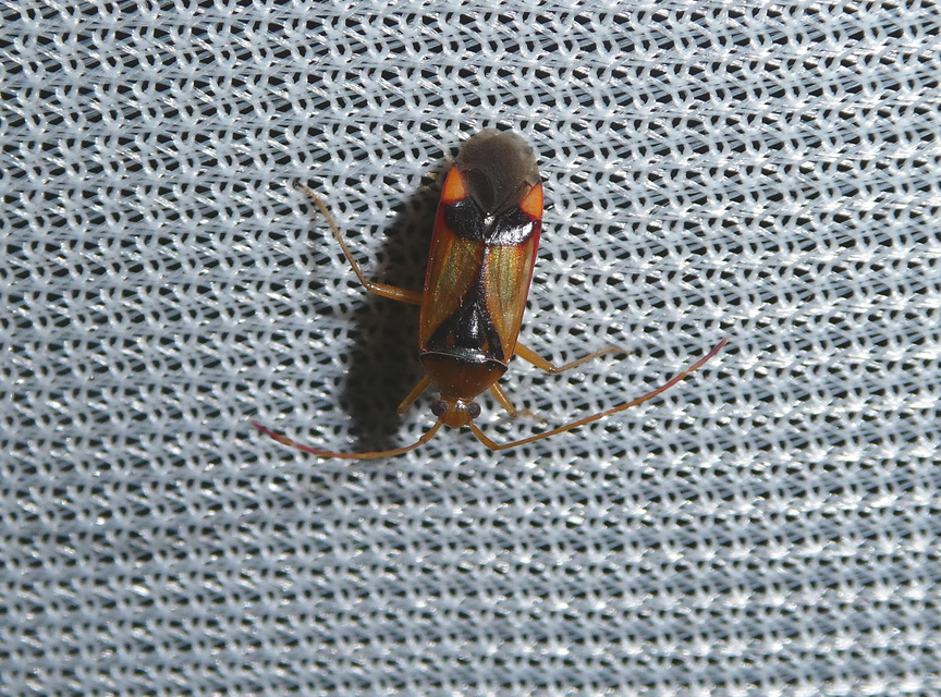 Megacoelum infusum