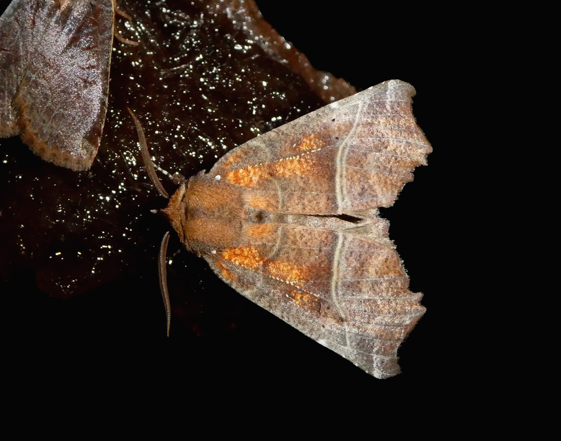 Scoliopteryx libatrix - vörös csipkésbagoly