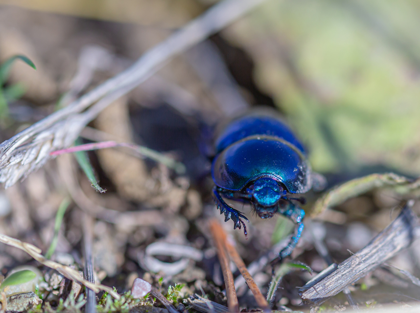 Trypocopris vernalis - tavaszi álganéjtúró