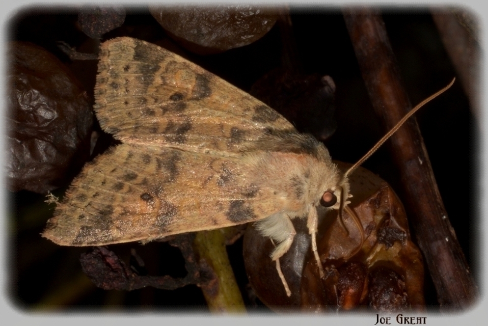 Cirrhia ocellaris - fakó sárgabagoly