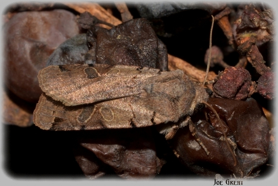 Anchoscelis litura - tarka őszibagoly