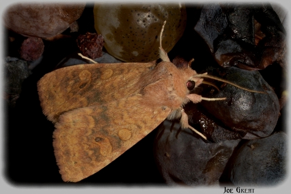 Cirrhia gilvago - foltos sárgabagoly