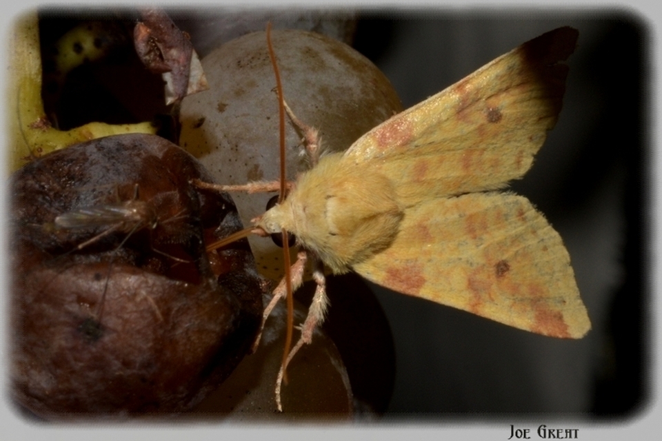 Cirrhia icteritia - nyárfa-sárgabagoly