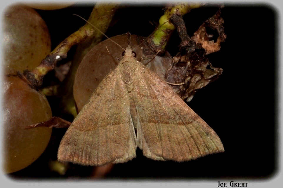 Hypena proboscidalis - ormányos karcsúbagoly