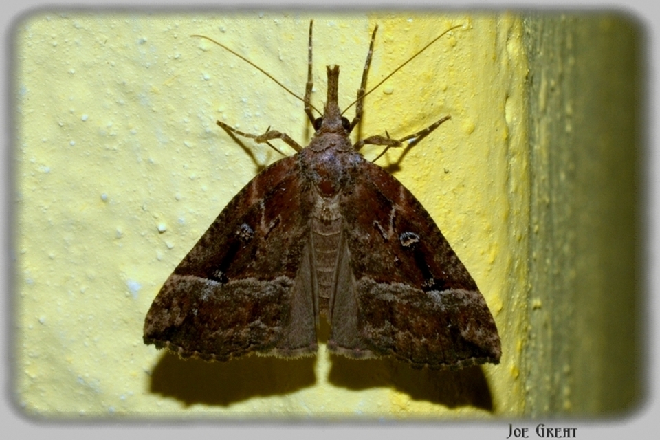 Hypena rostralis - közönséges karcsúbagoly