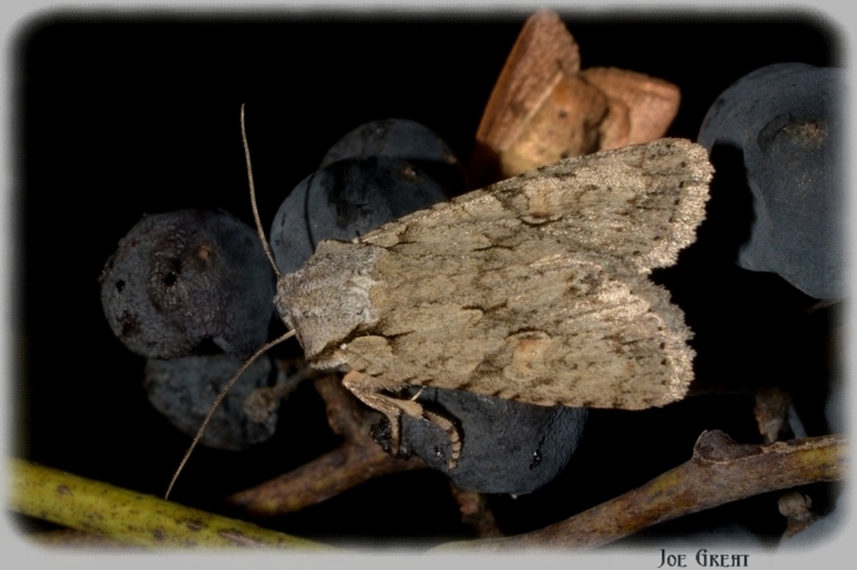 Lithophane ornitopus - közönséges fabagoly