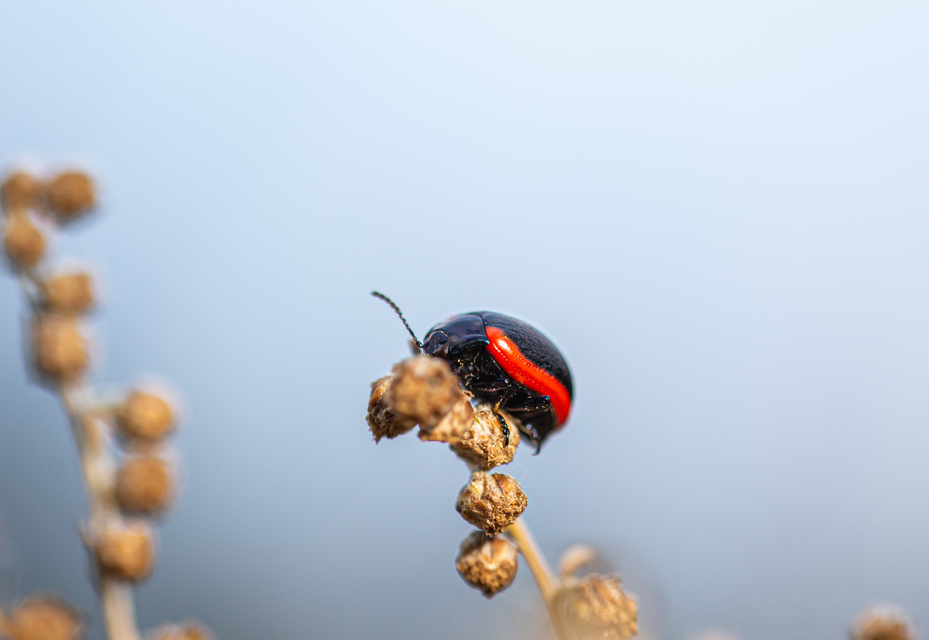 Chrysolina rossia - trapézhátú szegélyeslevelész