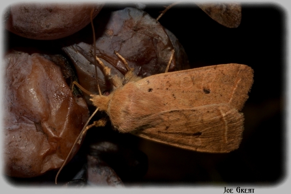 Leptologia macilenta - gyertyán-őszibagoly