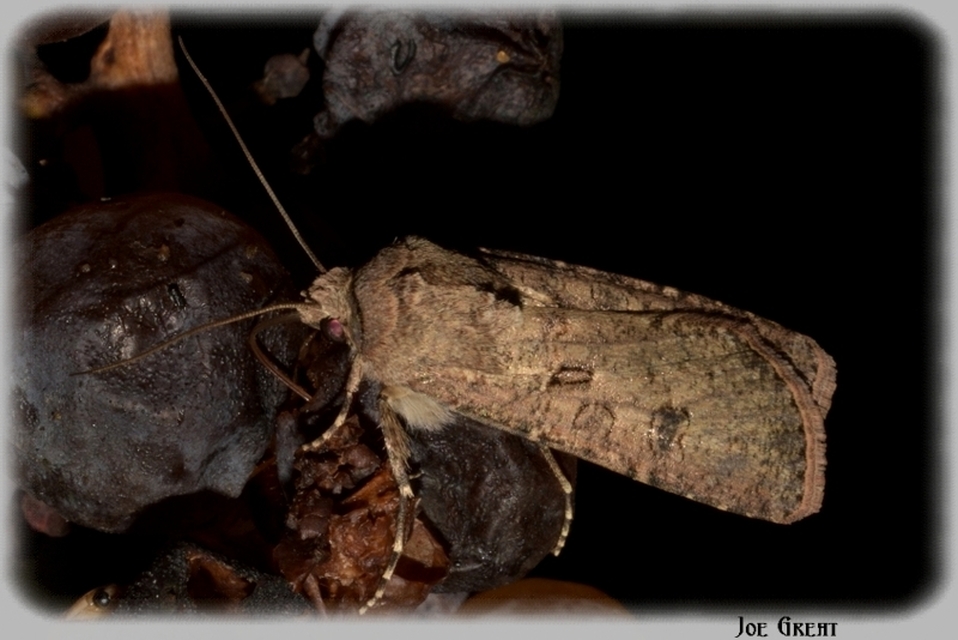 Agrotis segetum - vetési földibagoly