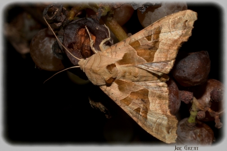 Phlogophora meticulosa - vándorló csipkésbagoly