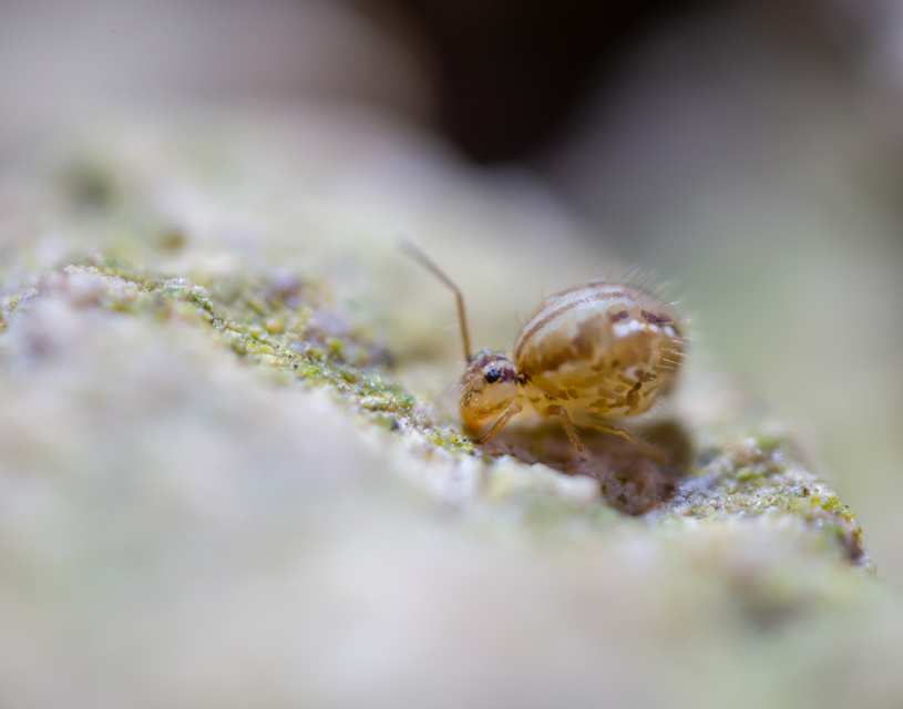 Collembola - Ugróvillások Collembola - Ugróvillások