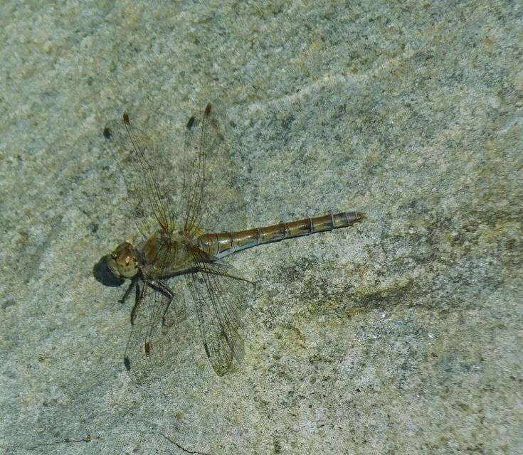 Sympetrum striolatum - harántsávos katona-szitakötő