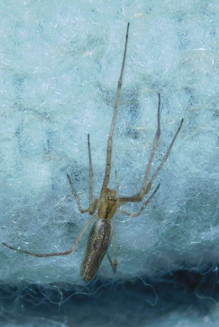 Tetragnatha