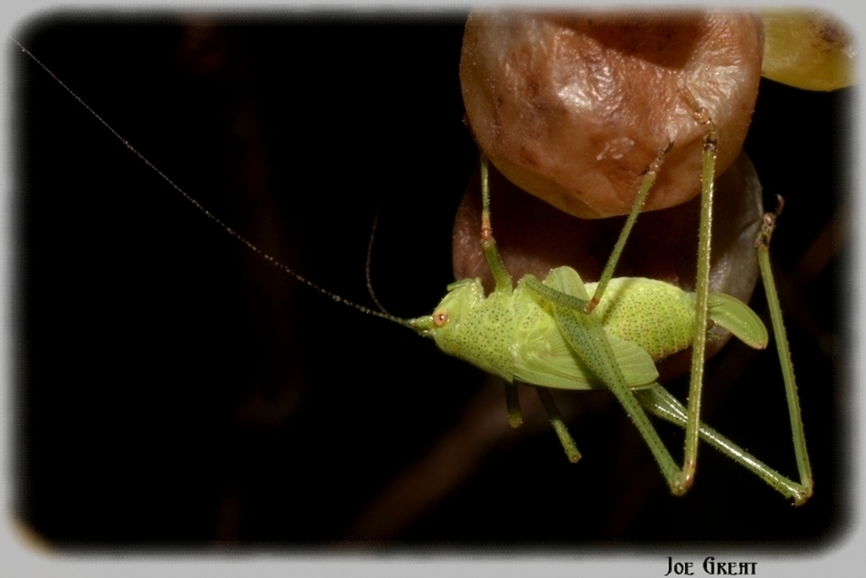 Phaneroptera