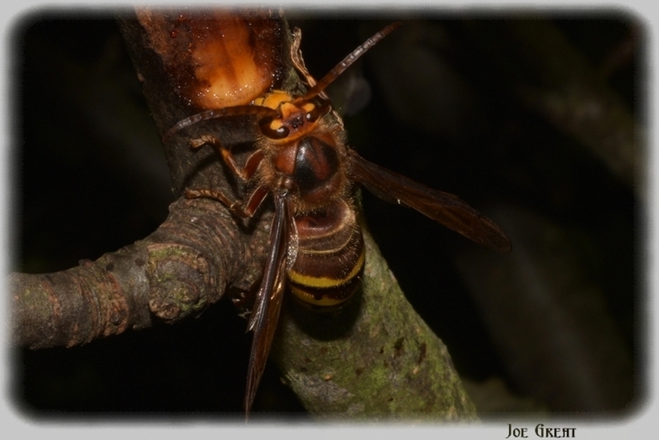 Vespa crabro - lódarázs