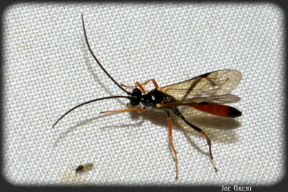Hymenoptera - Hártyásszárnyúak