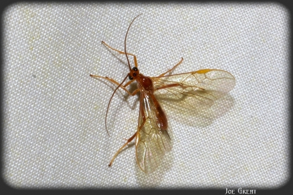 Hymenoptera - Hártyásszárnyúak
