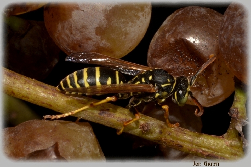 Hymenoptera - Hártyásszárnyúak