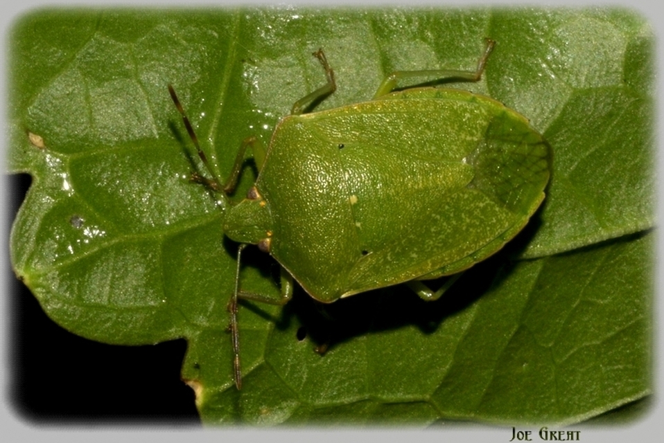 Nezara viridula - zöld vándorpoloska