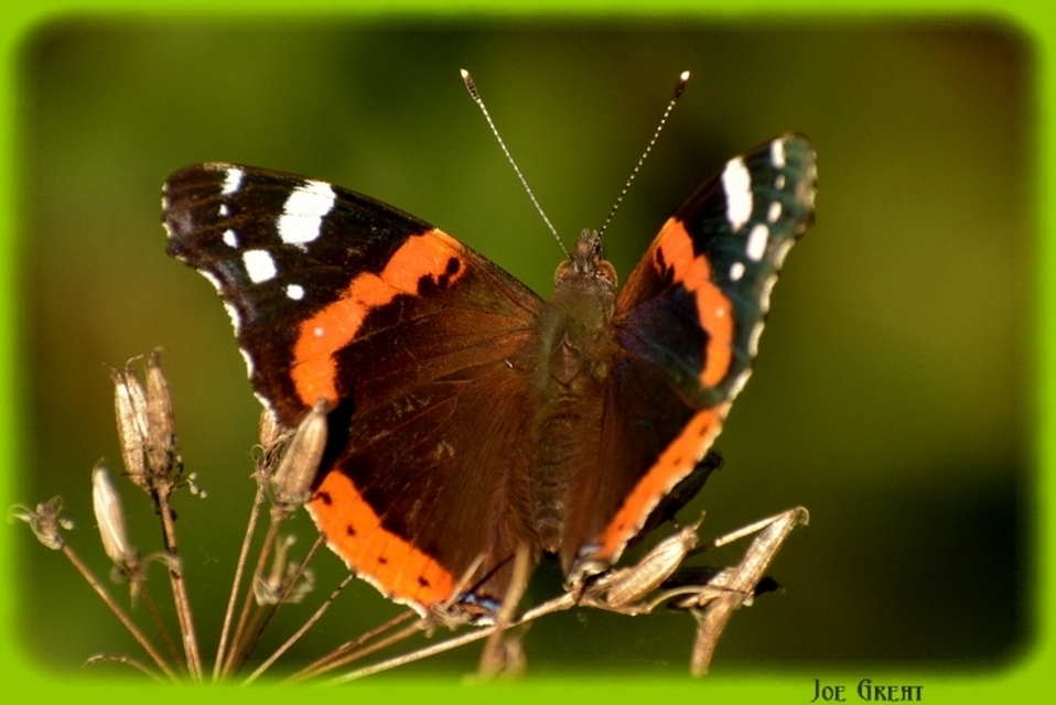 Vanessa atalanta - atalantalepke