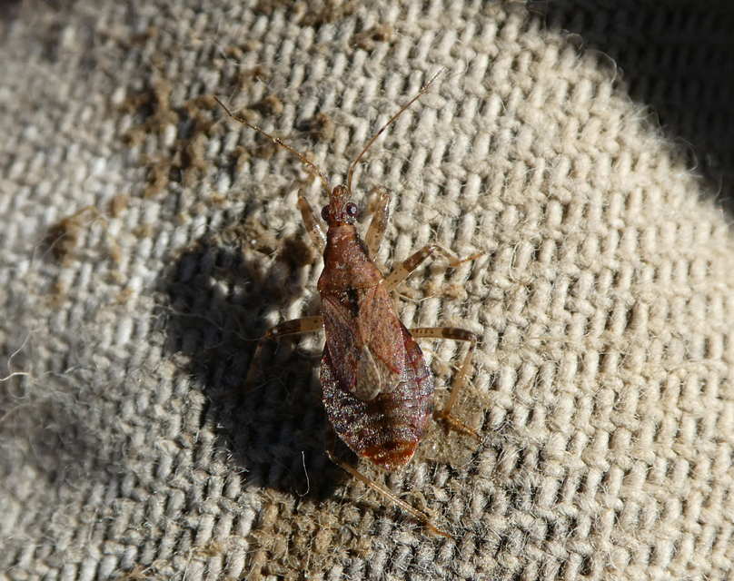 Himacerus mirmicoides - csalán-tolvajpoloska