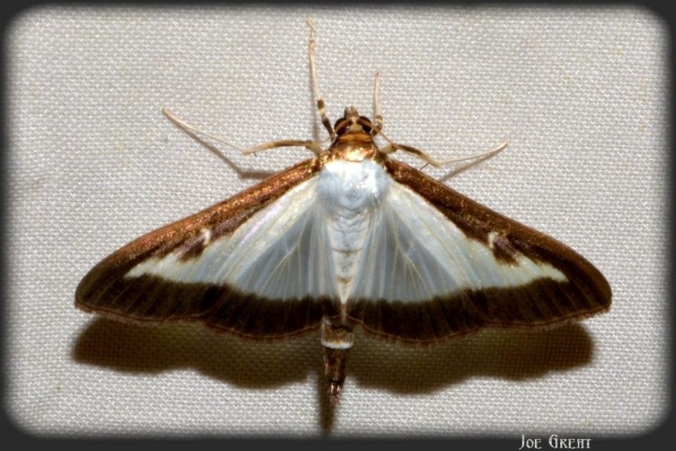 Cydalima perspectalis - puszpáng-tűzmoly