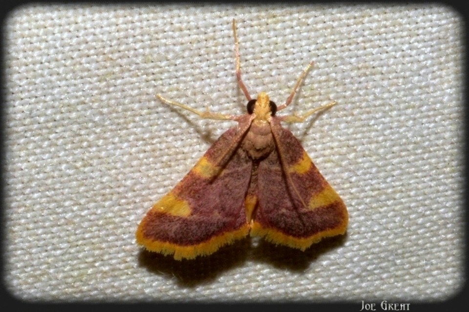 Hypsopygia costalis - szénailonca