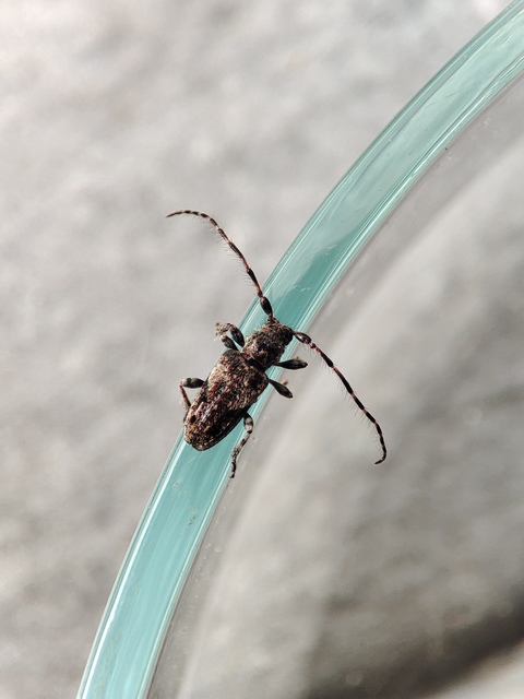 Pogonocherus decoratus - díszes ecsetcincér