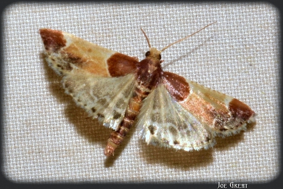 Pyralis farinalis - lisztilonca