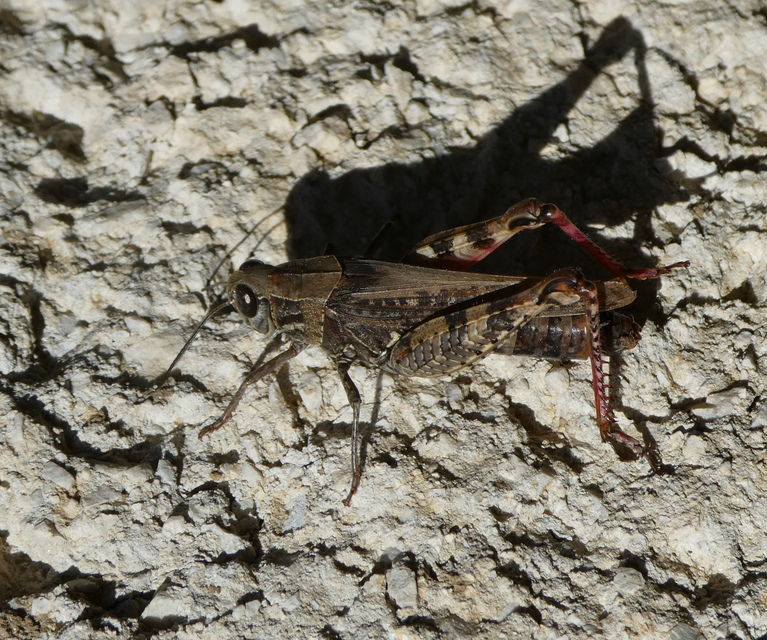 Calliptamus italicus - olaszsáska
