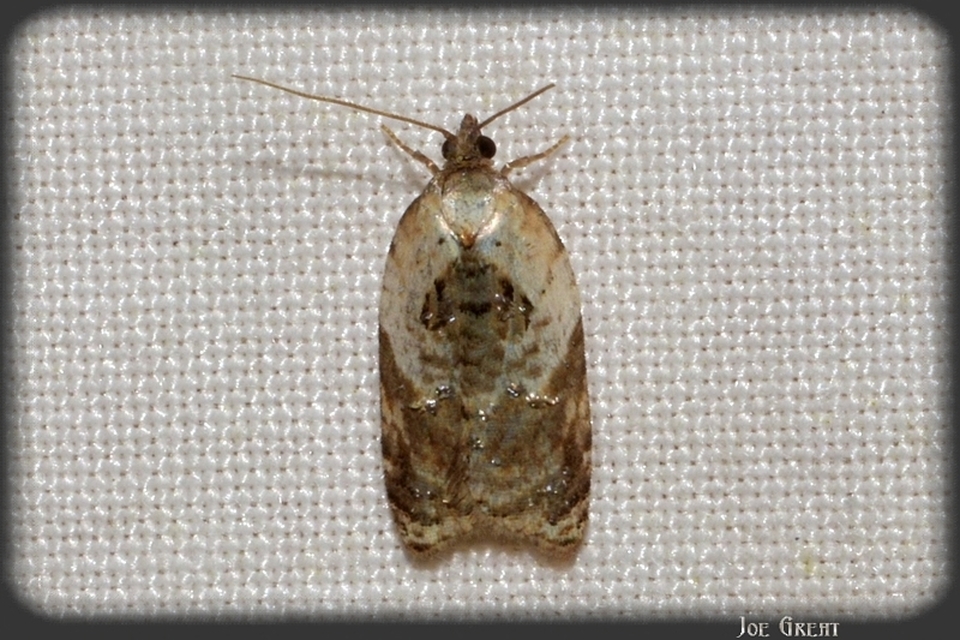 Acleris