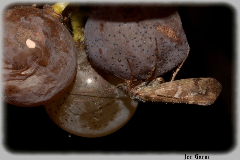 Trichoptera - Tegzesek