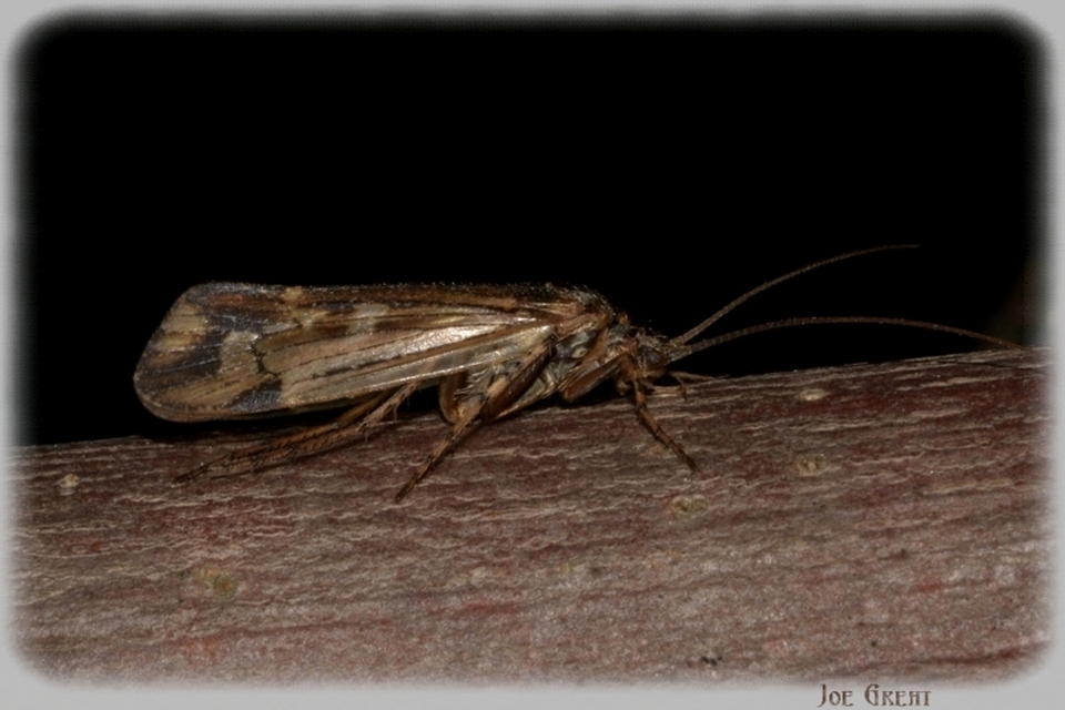 Trichoptera - Tegzesek