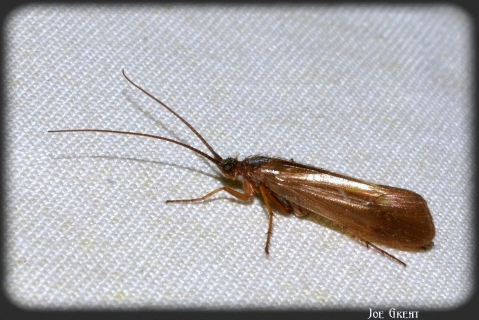 Trichoptera - Tegzesek