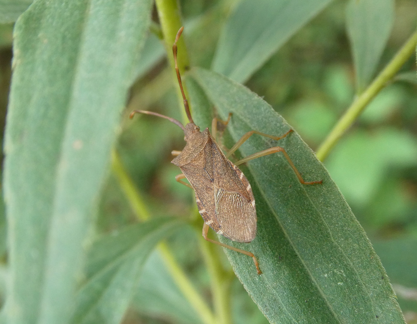 Gonocerus acuteangulatus - aranypetés karimáspoloska