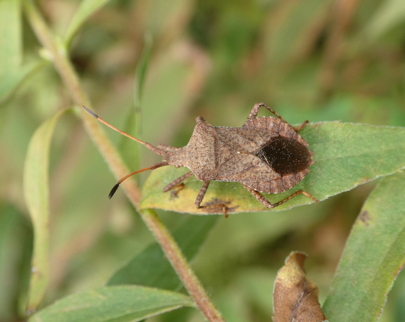 Coreus marginatus - közönséges karimáspoloska