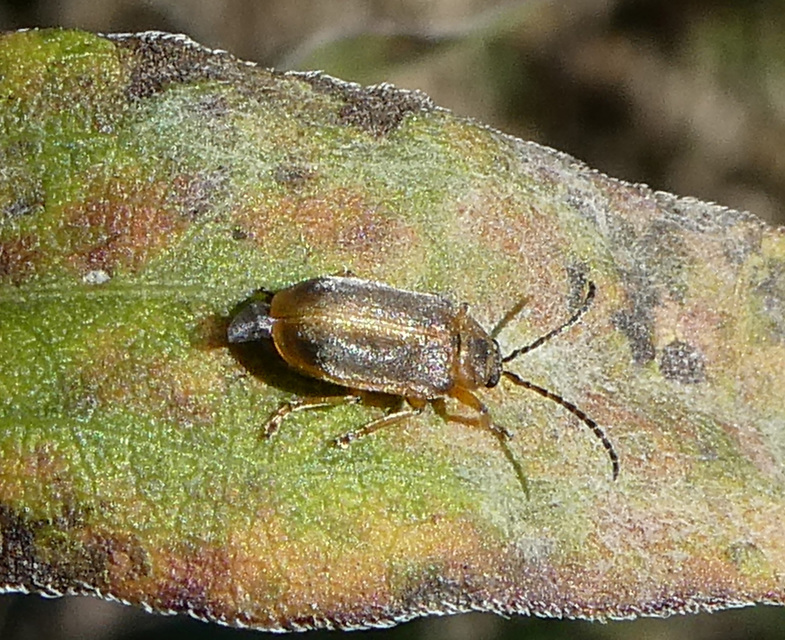 Galerucella lineola - fűz olajosbogár